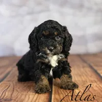 Atlas, a male Cavapoo for sale in Moulton, IA – Photo 1 of 4