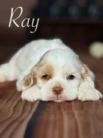 Ray, a male Cocker Spaniel for sale in Moulton, IA – Photo 3 of 7