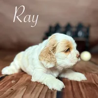 Ray, a male Cocker Spaniel for sale in Moulton, IA – Photo 5 of 7