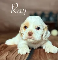 Ray, a male Cocker Spaniel for sale in Moulton, IA – Photo 6 of 7