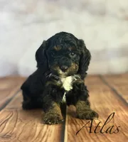 Atlas, a male Cavapoo for sale in Moulton, IA – Photo 3 of 4
