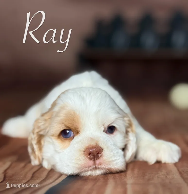 Ray – Cocker Spaniel puppy for sale in Moulton, IA