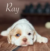 Ray, a male Cocker Spaniel for sale in Moulton, IA – Photo 1 of 7