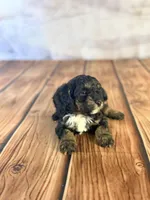 Atlas, a male Cavapoo for sale in Moulton, IA – Photo 4 of 4