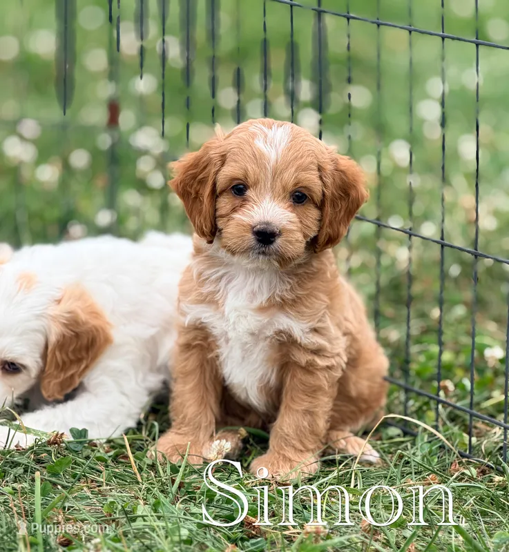 Simon  – Cockapoo puppy for sale in Moulton, IA