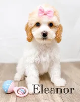 Eleanor, a female Cockapoo for sale in Moulton, IA – 6 of 6