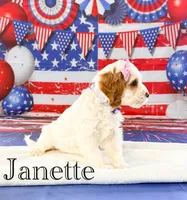 Janette , a female Cockapoo for sale in Moulton, IA – 2 of 5