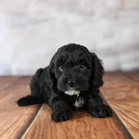 Comet, a male Cavapoo for sale in Moulton, IA – Photo 2 of 5