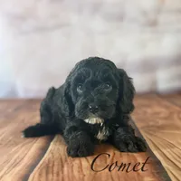Comet, a male Cavapoo for sale in Moulton, IA – Photo 5 of 5