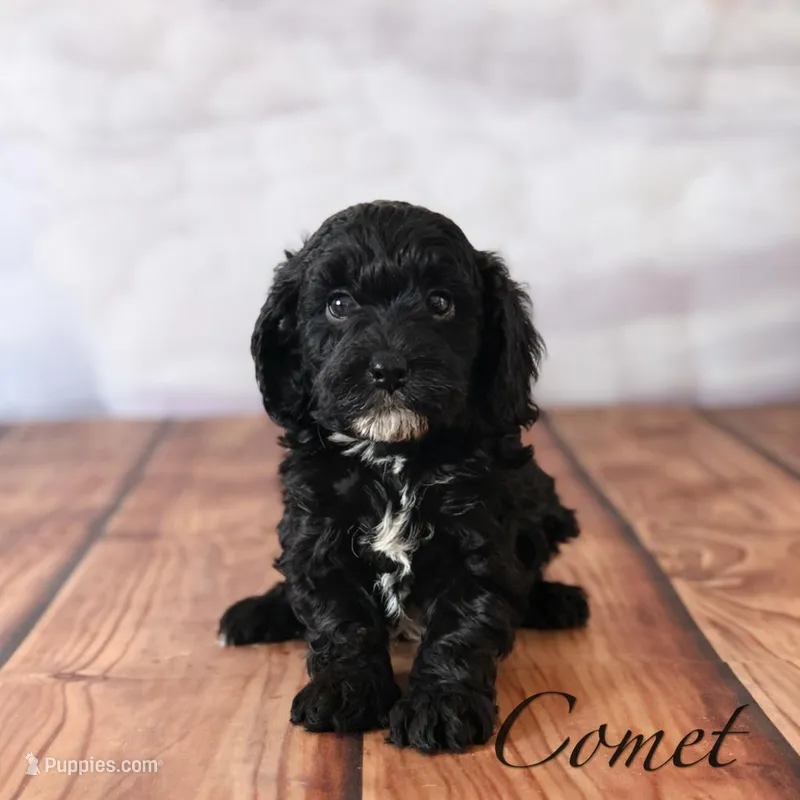 Comet – Cavapoo puppy for sale in Moulton, IA