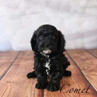 Comet, a male Cavapoo for sale in Moulton, IA – Photo 1 of 5