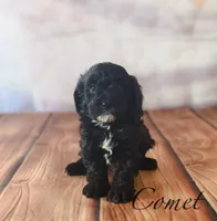 Comet, a male Cavapoo for sale in Moulton, IA – Photo 3 of 5
