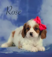Rose, a female Cavapoo for sale in Moulton, IA – 2 of 7
