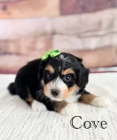 Cove, a female Miniature Bernedoodle for sale in Moulton, IA – 9 of 9