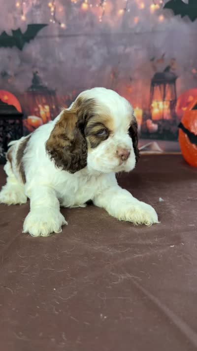 Gomez , a male Cocker Spaniel for sale in Moulton, IA – 6 of 6
