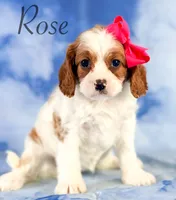 Rose, a female Cavapoo for sale in Moulton, IA – 5 of 7