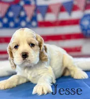 Jesse, a male Cocker Spaniel for sale in Moulton, IA – 1 of 4