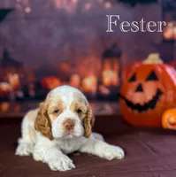 Fester , a male Cocker Spaniel for sale in Moulton, IA – 7 of 7