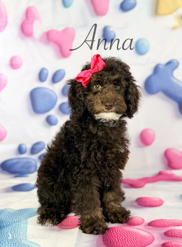 Anna – Cockapoo puppy for sale in Moulton, IA