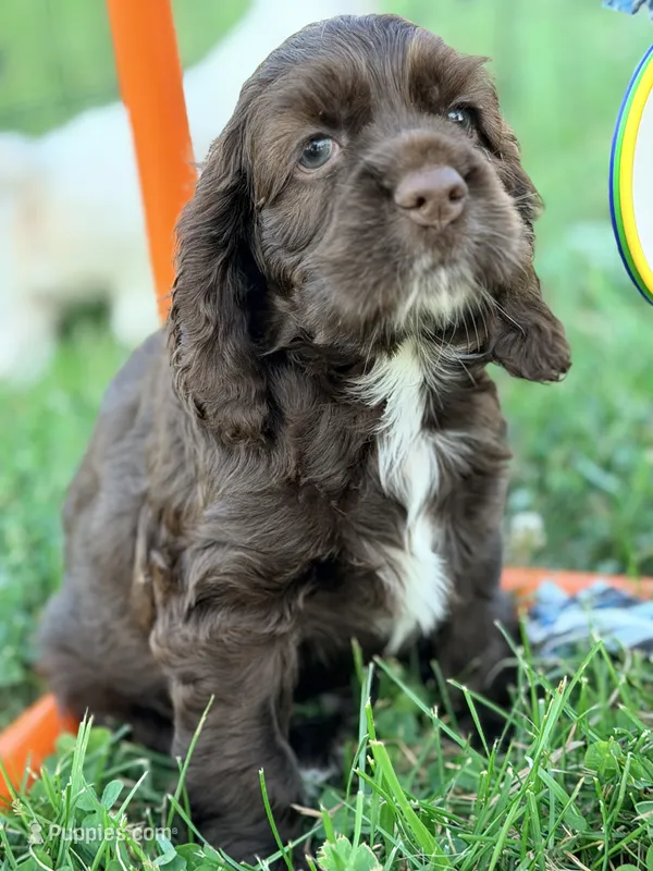 Bo – Cocker Spaniel puppy for sale in Moulton, IA
