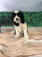 Blake , a male Cavapoo for sale in Moulton, IA – Photo 2 of 4