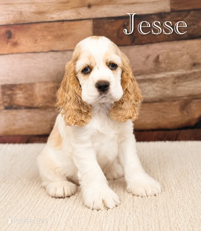 Jesse – Cocker Spaniel puppy for sale in Moulton, IA