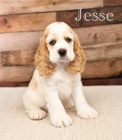 Jesse, a male Cocker Spaniel for sale in Moulton, IA – 1 of 9