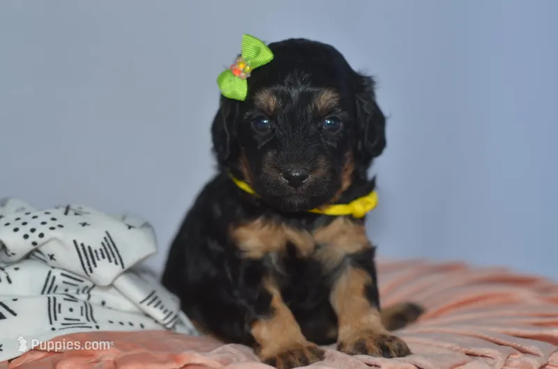 Maxine, a female Cavapoo for sale in Moulton, IA – Photo 1 of 5