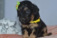 Maxine, a female Cavapoo for sale in Moulton, IA – Photo 2 of 5