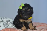 Maxine, a female Cavapoo for sale in Moulton, IA – Photo 5 of 5