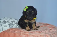 Maxine, a female Cavapoo for sale in Moulton, IA – Photo 4 of 5