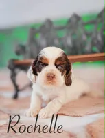 Rochelle, a female Cocker Spaniel for sale in Moulton, IA – Photo 5 of 5