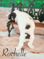 Rochelle, a female Cocker Spaniel for sale in Moulton, IA – Photo 4 of 5