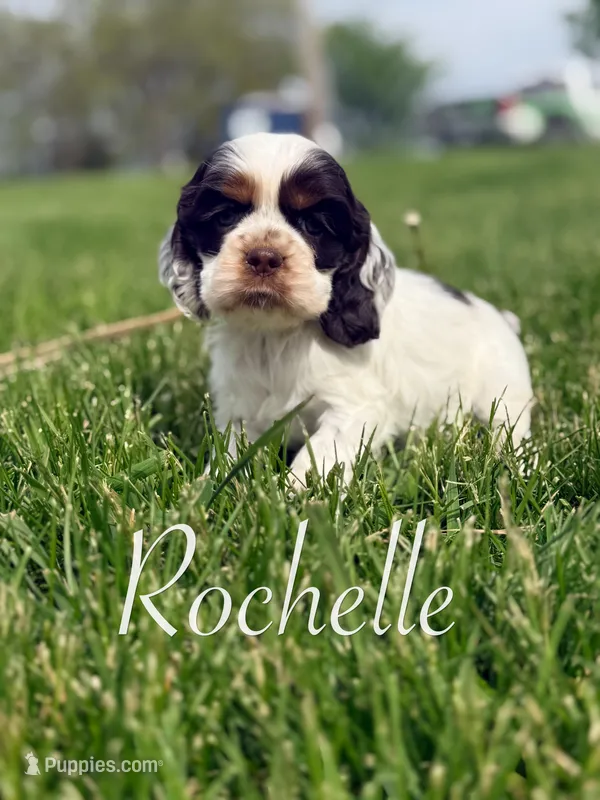 Rochelle – Cocker Spaniel puppy for sale in Moulton, IA