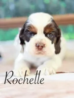 Rochelle, a female Cocker Spaniel for sale in Moulton, IA – Photo 3 of 5
