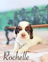 Rochelle, a female Cocker Spaniel for sale in Moulton, IA – Photo 1 of 5