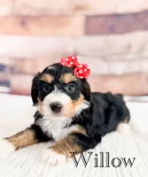 Willow, a female Miniature Bernedoodle for sale in Moulton, IA – 5 of 5