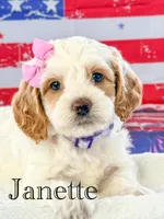 Janette , a female Cockapoo for sale in Moulton, IA – 4 of 5