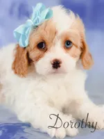 Dorothy , a female Cavapoo for sale in Moulton, IA – 3 of 5