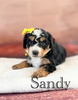 Sandy, a female Miniature Bernedoodle for sale in Moulton, IA – 3 of 4