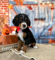 Myles, a male Miniature Bernedoodle for sale in Moulton, IA – Photo 3 of 3