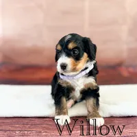 Willow, a female Miniature Bernedoodle for sale in Moulton, IA – 3 of 3