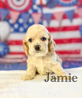 Jamie, a male Cocker Spaniel for sale in Moulton, IA – 3 of 6