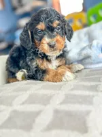 Ralph, a male Miniature Bernedoodle for sale in Moulton, IA – Photo 5 of 8