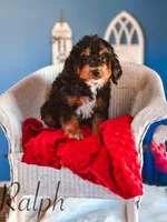Ralph, a male Miniature Bernedoodle for sale in Moulton, IA – Photo 6 of 8