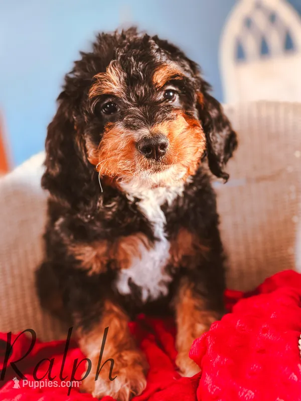 Ralph, a male Miniature Bernedoodle for sale in Moulton, IA – Photo 1 of 8