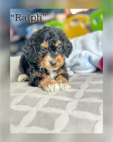 Ralph, a male Miniature Bernedoodle for sale in Moulton, IA – Photo 4 of 8