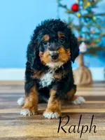 Ralph, a male Miniature Bernedoodle for sale in Moulton, IA – Photo 2 of 8