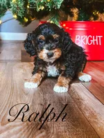 Ralph, a male Miniature Bernedoodle for sale in Moulton, IA – Photo 7 of 8