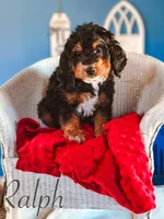 Ralph, a male Miniature Bernedoodle for sale in Moulton, IA – Photo 8 of 8